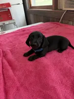 Charlie, a male Dachshund for sale in Carrollton, MO – 1 of 4