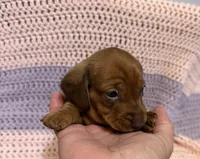 Cherry, a female Dachshund for sale in Carrollton, MO – 3 of 4