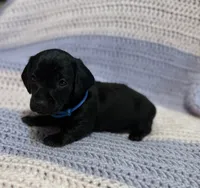 Charlie, a male Dachshund for sale in Carrollton, MO – 3 of 4