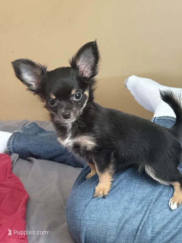 Pixie – Chihuahua puppy for sale in Carrollton, MO