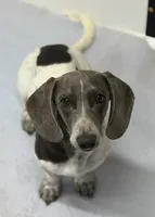 Slinky, a male Miniature Dachshund for sale in Carrollton, MO – 2 of 3