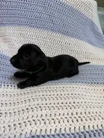 Charlotte, a female Dachshund for sale in Carrollton, MO – 5 of 5
