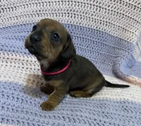 Chloe, a female Dachshund for sale in Carrollton, MO – 4 of 4