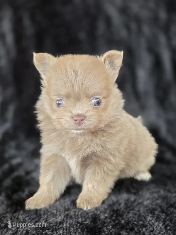 LC Lilac Brindle – Chihuahua, Pomeranian puppy for sale in Bridge Creek, OK