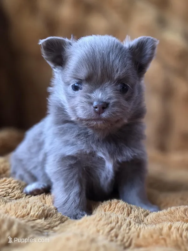 LC Lilac Brindle – Chihuahua, Pomeranian puppy for sale in Bridge Creek, OK