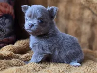 LC Lilac Brindle, a female Chihuahua and Pomeranian for sale in Bridge Creek, OK – Photo 2 of 4