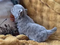 LC Lilac Brindle, a female Chihuahua and Pomeranian for sale in Bridge Creek, OK – Photo 4 of 4