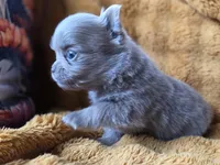 LC Lilac Brindle, a female Chihuahua and Pomeranian for sale in Bridge Creek, OK – Photo 3 of 4