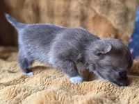 Chocolate Brindle, a female Chihuahua and Pomeranian for sale in Bridge Creek, OK – Photo 2 of 4