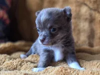 Chocolate Brindle, a female Chihuahua and Pomeranian for sale in Bridge Creek, OK – Photo 1 of 4
