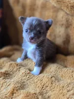 Chocolate Brindle, a female Chihuahua and Pomeranian for sale in Bridge Creek, OK – Photo 4 of 4