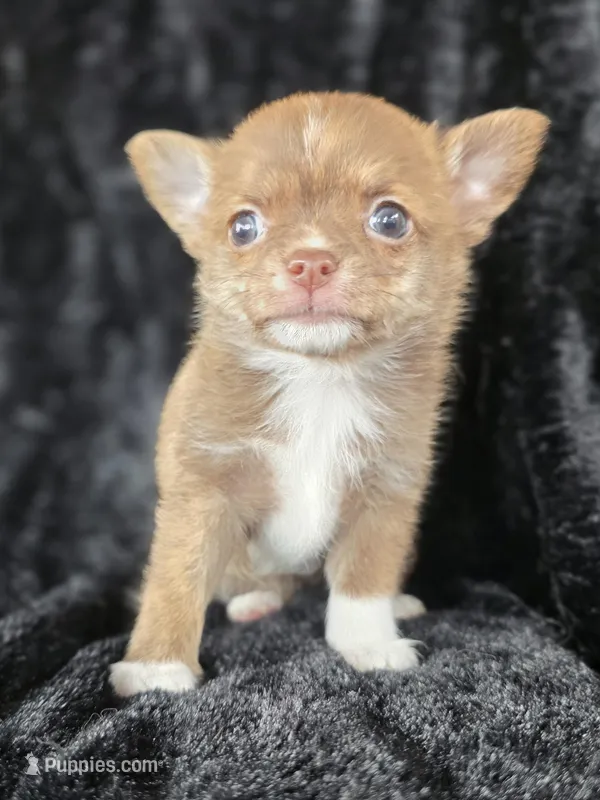 SC Chocolate Brindle – Chihuahua, Pomeranian puppy for sale in Bridge Creek, OK