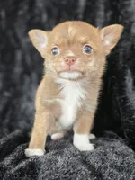 SC Chocolate Brindle, a female Chihuahua and Pomeranian for sale in Bridge Creek, OK – Photo 1 of 5