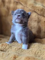 Chocolate Brindle, a female Chihuahua and Pomeranian for sale in Bridge Creek, OK – Photo 3 of 4