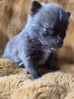 Tiny Choc Brindle, a male Chihuahua and Pomeranian for sale in Bridge Creek, OK – Photo 3 of 3