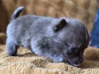 Tiny Choc Brindle, a male Chihuahua and Pomeranian for sale in Bridge Creek, OK – Photo 2 of 3