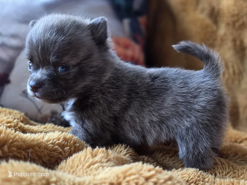 Tiny Choc Brindle – Chihuahua, Pomeranian puppy for sale in Bridge Creek, OK