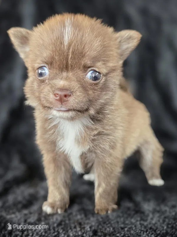Tiny Choc Brindle – Chihuahua, Pomeranian puppy on hold in Bridge Creek, OK