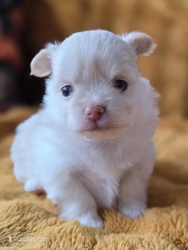 Long Coat Cream – Chihuahua, Pomeranian puppy for sale in Bridge Creek, OK