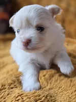 Long Coat Cream, a male Chihuahua and Pomeranian for sale in Bridge Creek, OK – Photo 3 of 4