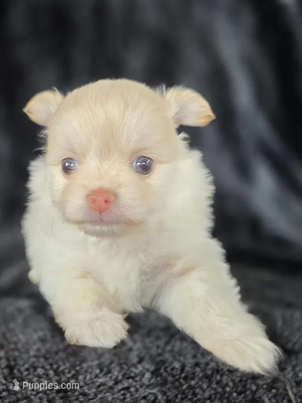 Long Coat Cream – Chihuahua, Pomeranian puppy for sale in Bridge Creek, OK