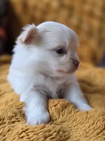 Long Coat Cream, a male Chihuahua and Pomeranian for sale in Bridge Creek, OK – Photo 2 of 4