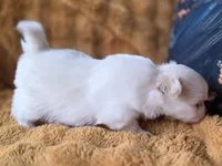 Long Coat Cream, a male Chihuahua and Pomeranian for sale in Bridge Creek, OK – Photo 4 of 4