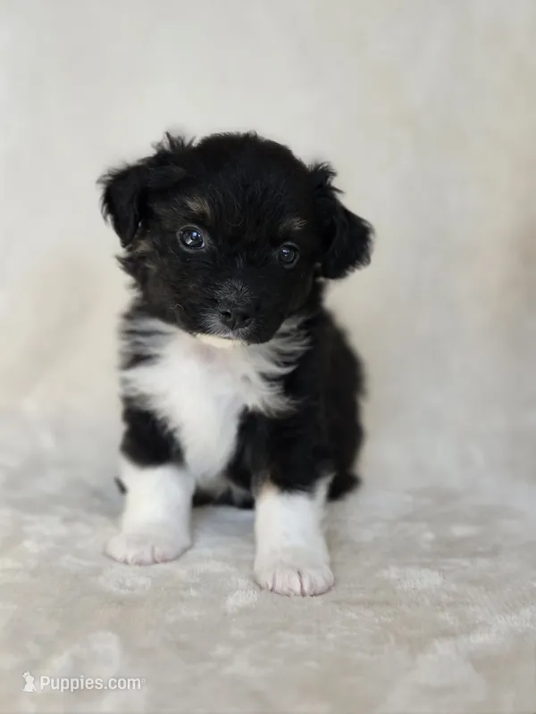 Kermit – Miniature Australian Shepherd puppy for sale in Bethel Springs, TN