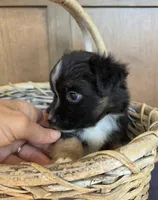 Camilla, a female Miniature Australian Shepherd for sale in Bethel Springs, TN – 3 of 6