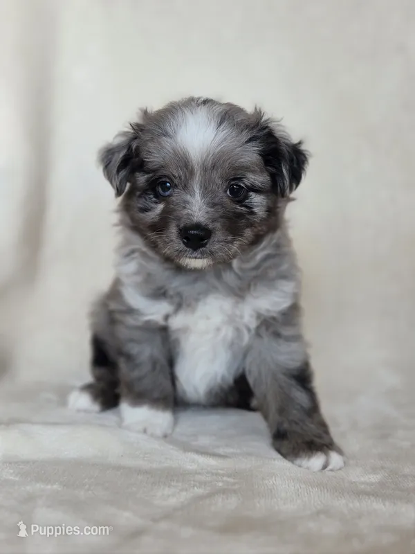 Pepe – Miniature Australian Shepherd puppy for sale in Bethel Springs, TN