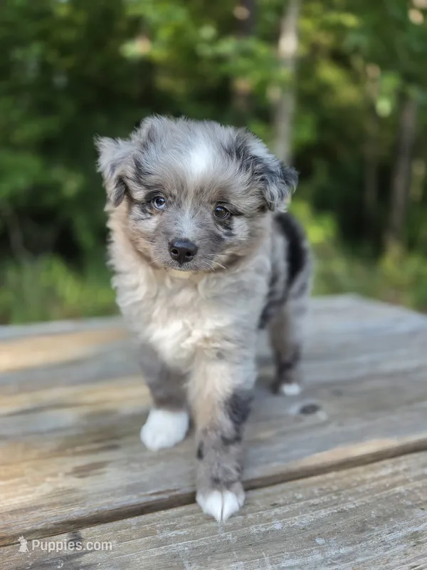 Pepe – Miniature Australian Shepherd puppy for sale in Bethel Springs, TN