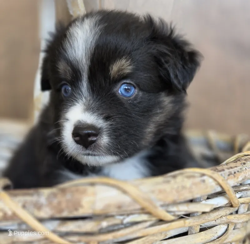 Miss Piggy – Miniature Australian Shepherd puppy for sale in Bethel Springs, TN