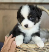 Gonzo, a male Miniature Australian Shepherd for sale in Bethel Springs, TN – 3 of 5