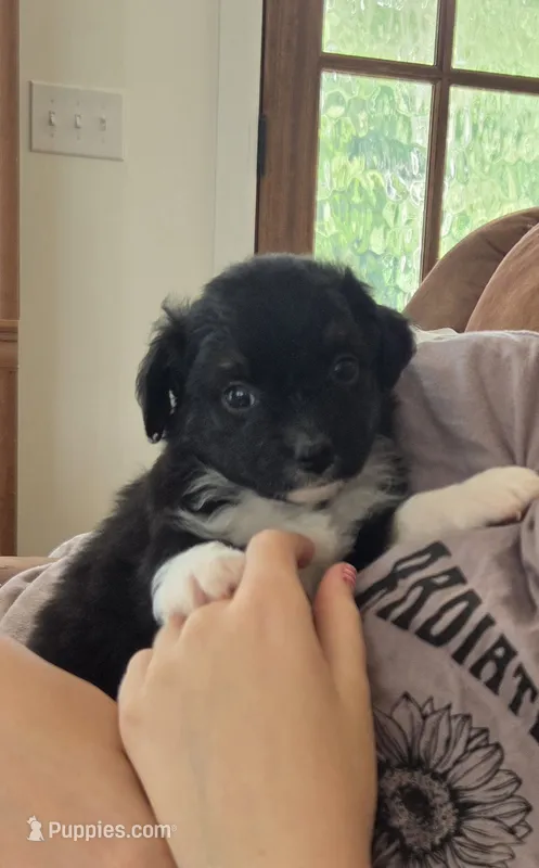 Kermit – Miniature Australian Shepherd puppy for sale in Bethel Springs, TN