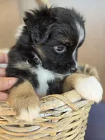 Camilla, a female Miniature Australian Shepherd for sale in Bethel Springs, TN – 2 of 6