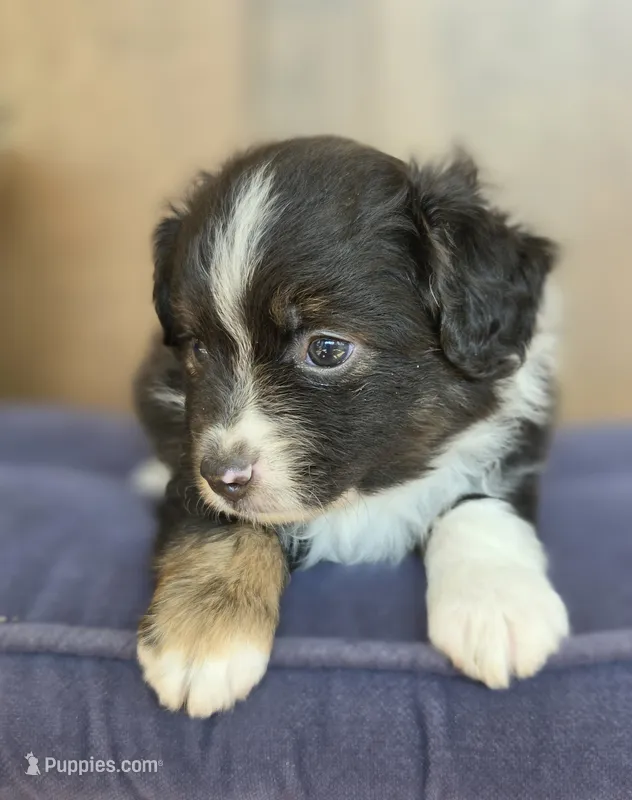Scooter – Miniature Australian Shepherd puppy for sale in Bethel Springs, TN