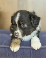 Scooter, a male Miniature Australian Shepherd for sale in Bethel Springs, TN – 1 of 7