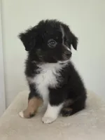 Scooter, a male Miniature Australian Shepherd for sale in Bethel Springs, TN – 2 of 5