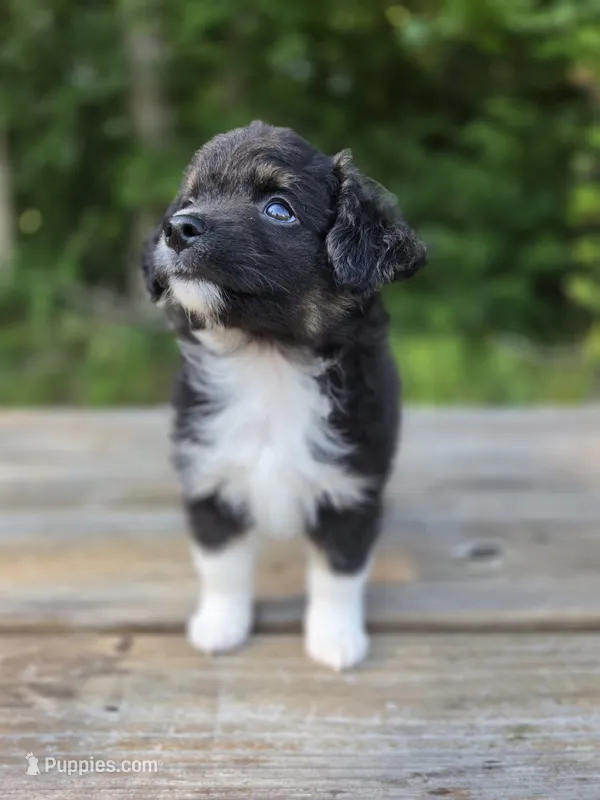 Kermit – Miniature Australian Shepherd puppy for sale in Bethel Springs, TN