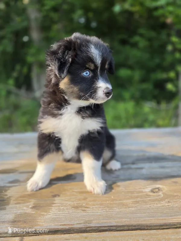 Miss Piggy – Miniature Australian Shepherd puppy for sale in Bethel Springs, TN
