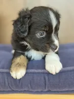 Scooter, a male Miniature Australian Shepherd for sale in Bethel Springs, TN – 5 of 7