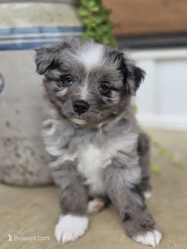 Pepe – Miniature Australian Shepherd puppy for sale in Bethel Springs, TN