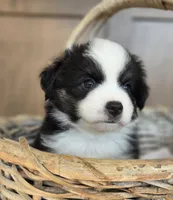 Gonzo, a male Miniature Australian Shepherd for sale in Bethel Springs, TN – 5 of 5