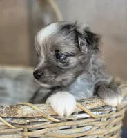 Pepe, a male Miniature Australian Shepherd for sale in Bethel Springs, TN – 3 of 4