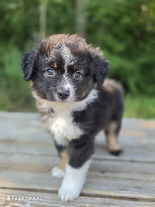 Scooter – Miniature Australian Shepherd puppy for sale in Bethel Springs, TN