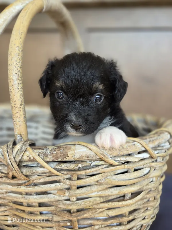 Kermit – Miniature Australian Shepherd puppy for sale in Bethel Springs, TN