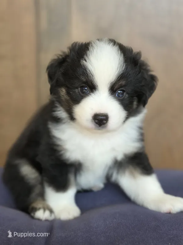 Gonzo – Miniature Australian Shepherd puppy for sale in Bethel Springs, TN