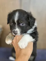 Scooter, a male Miniature Australian Shepherd for sale in Bethel Springs, TN – 7 of 7