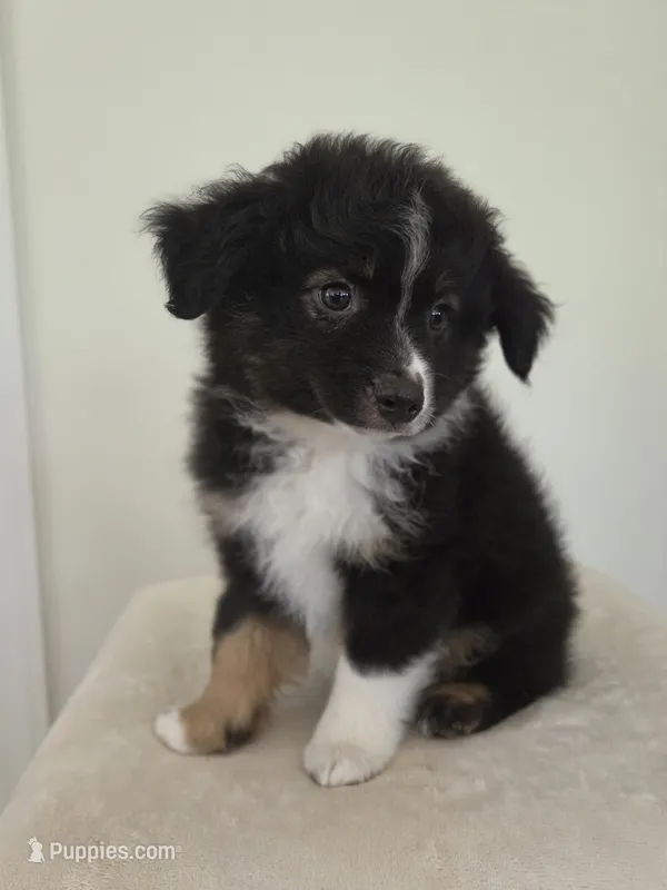 Scooter – Miniature Australian Shepherd puppy for sale in Bethel Springs, TN