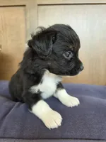 Kermit, a male Miniature Australian Shepherd for sale in Bethel Springs, TN – 2 of 4